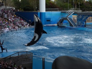 Shamu